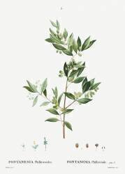 Fontanesia phillyreoides (Pierre Joseph Redouté) - Muzeo.com
