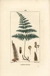 Fougere Aigle ou Grande Fougere - Female fern or bracken (Pierre Jean Francois Turpin) - Muzeo.com