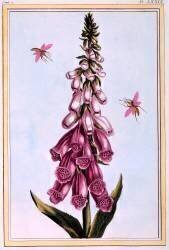 Foxglove Digitalis (Pierre-Joseph Buchoz) - Muzeo.com