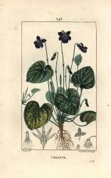 Fragrant Violet - Sweet violet (Pierre Jean Francois Turpin) - Muzeo.com