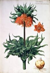 Fritillaria imperialis (Pieter van Kouwenhoorn) - Muzeo.com