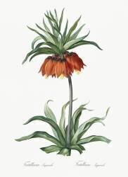 Fritillaria Imperialis (Pierre Joseph Redouté) - Muzeo.com