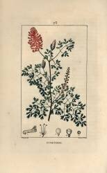 Fumeterre officinale or Foot de Celine (Pierre Jean Francois Turpin) - Muzeo.com