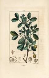 Gaiac or holy wood (Pierre Jean Francois Turpin) - Muzeo.com