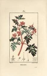 Geranium grass a Robert (Pierre Jean Francois Turpin) - Muzeo.com