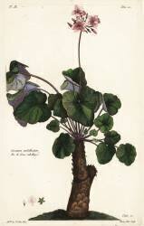 Geranium umbellicatum (Dupin) - Muzeo.com
