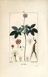 Ginseng (Pierre Jean Francois Turpin) - Muzeo.com