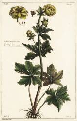 Globeflower (Dupin) - Muzeo.com