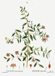 Goji berry or Chinese wolfberry (Pierre Joseph Redouté) - Muzeo.com