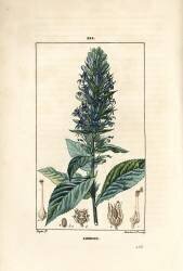 Grande lobélie ou lobélie siphilitique - Fleur de cardinal bleue (Pierre Jean Francois Turpin) - Muzeo.com