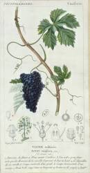 Grape Vine (Pierre Jean Francois Turpin) - Muzeo.com