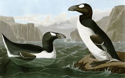 Great Auk (John James Audubon) - Muzeo.com