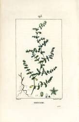 Herniary glabrous or turquette (Pierre Jean Francois Turpin) - Muzeo.com