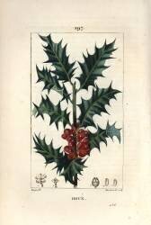 Holly (Pierre Jean Francois Turpin) - Muzeo.com