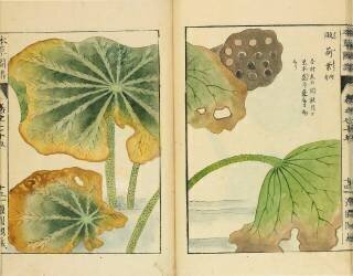 Honzô zufu (Jôshô Iwasaki) - Muzeo.com