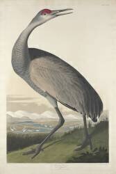 Hooping Crane (John James Audubon) - Muzeo.com