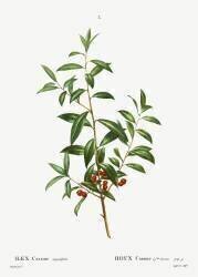 Ilex cassine (Pierre Joseph Redouté) - Muzeo.com