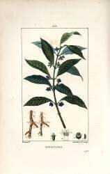 Ipeca or Ipecacuana - Ipecacuanha (Pierre Jean Francois Turpin) - Muzeo.com