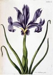 Iris bulbeux pâle (Maria Sibylla Graff Merian) - Muzeo.com
