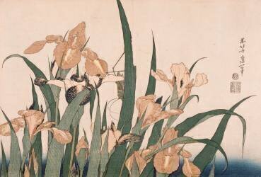 Iris Flowers and Grasshopper (Hokusai) - Muzeo.com