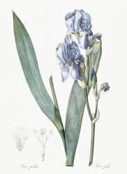 Iris Pallida (Pierre Joseph Redouté) - Muzeo.com