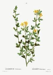 Jasminum fruticans (Pierre Joseph Redouté) - Muzeo.com