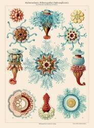 Jellyfish (Ernst Haeckel) - Muzeo.com