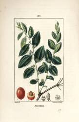 Jujubier (Pierre Jean Francois Turpin) - Muzeo.com