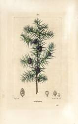 Juniper tree (Pierre Jean Francois Turpin) - Muzeo.com