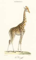La Giraffe (Florent Prevos) - Muzeo.com
