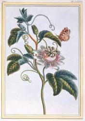 La Grenadille (Pierre-Joseph Buchoz) - Muzeo.com
