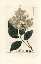 Large elderberry or black elderberry (Pierre Jean Francois Turpin) - Muzeo.com