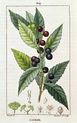 Laurel (Pierre Jean Francois Turpin) - Muzeo.com