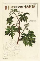 Leaves and budding grapes on a grape vine (Dupin) - Muzeo.com