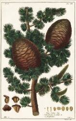 Lebanon cedar Cedrus libani Pinus cedrus Linn (Dupin) - Muzeo.com