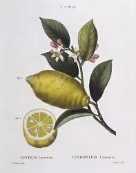 Lemon (Pancrace Bessa) - Muzeo.com