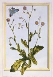 L'Erigeron de Philadelphie (Pierre-Joseph Buchoz) - Muzeo.com