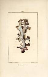 Lichen d'Islande (Pierre Jean Francois Turpin) - Muzeo.com