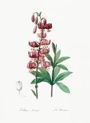 Lilium Martagon (Pierre Joseph Redouté) - Muzeo.com