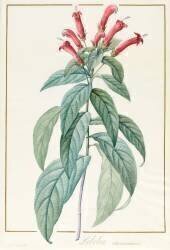 Lobelia Surinamensis (Pierre Joseph Redouté) - Muzeo.com