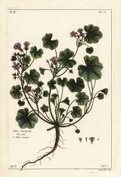 Low mallow or round-leaved mallow (Dupin) - Muzeo.com
