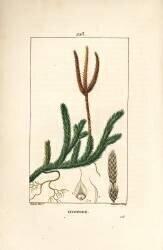 Lycopod officinal or grass with clubs - Common club moss (Pierre Jean Francois Turpin) - Muzeo.com