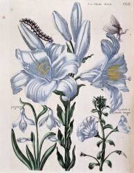 Lys (Maria Sibylla Graff Merian) - Muzeo.com