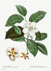 Malachodendron pentagynum (Pierre Joseph Redouté) - Muzeo.com