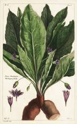 Mandragora officinarum (Dupin) - Muzeo.com