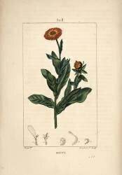 Marigold (Pierre Jean Francois Turpin) - Muzeo.com
