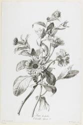 Marigold of the Gardens (Gérard van Spaendonck) - Muzeo.com