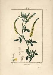 Melilot - Melilot trefoil (Pierre Jean Francois Turpin) - Muzeo.com