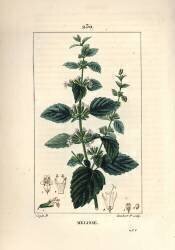 Melisse des jardins or melisse cultivated - Common balm (Pierre Jean Francois Turpin) - Muzeo.com