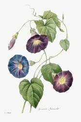 Morning Glory (Pierre Joseph Redouté) - Muzeo.com